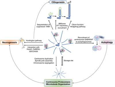 Function of Centriolar Satellites and Regulation by Post-Translational Modifications